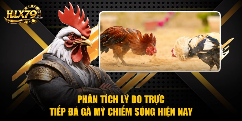 Phân tích lý do trực tiếp đá gà mỹ chiếm sóng hiện nay